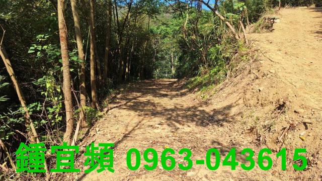 新竹山坡地_林地-4