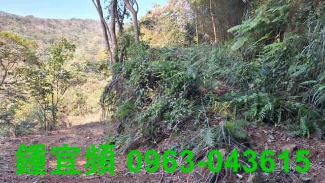 新竹山坡地_林地-5