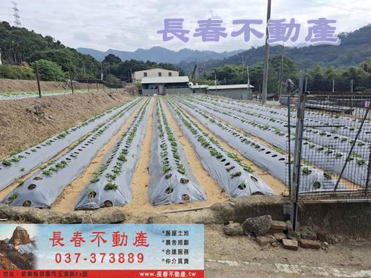 苗栗農地-1