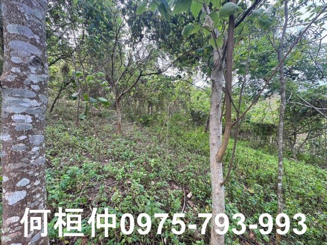苗栗大湖山坡地_休閒地-10