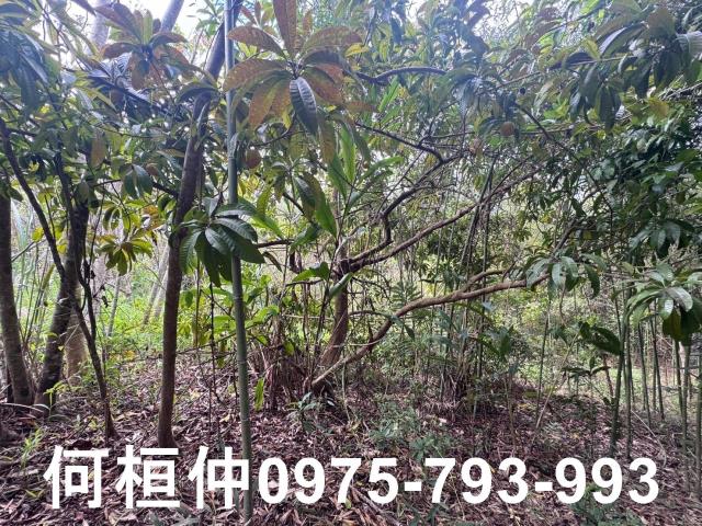苗栗大湖山坡地_休閒地-4