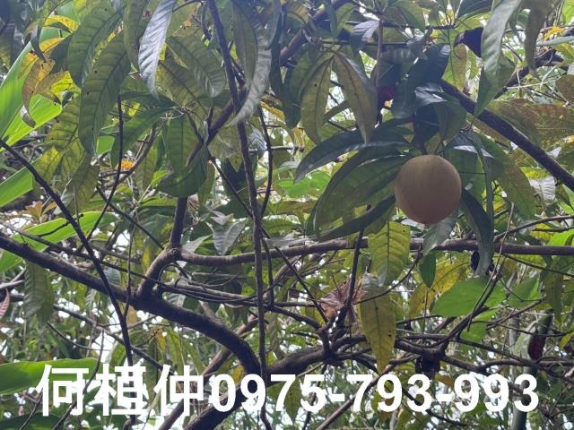 苗栗大湖山坡地_休閒地-5