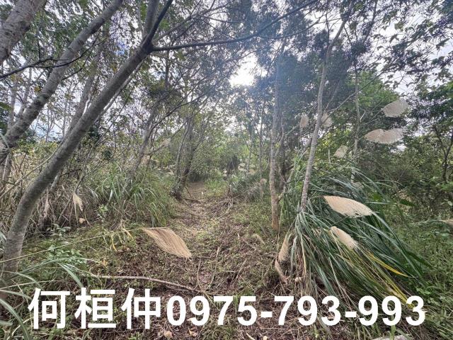 苗栗大湖山坡地_休閒地-7