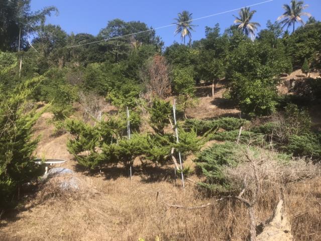 太平農地_山坡地-1