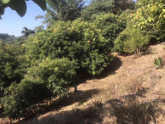 太平農地_山坡地-9