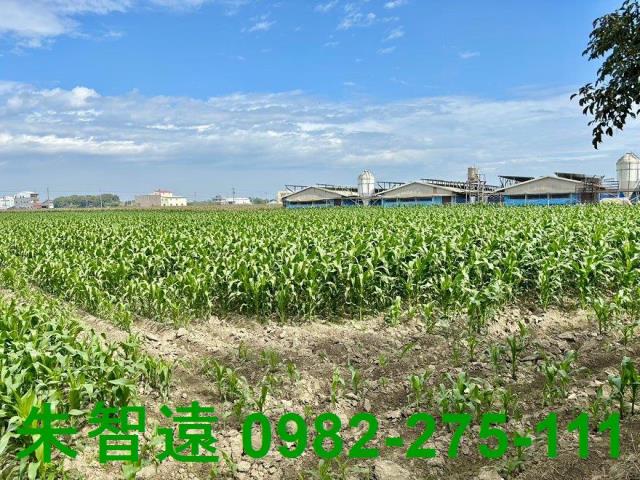 鹽水農地-5