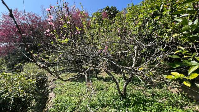 芎林農地_山坡地_休閒地-11