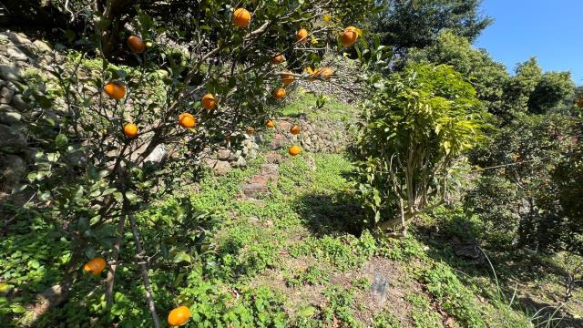 芎林農地_山坡地_休閒地-12