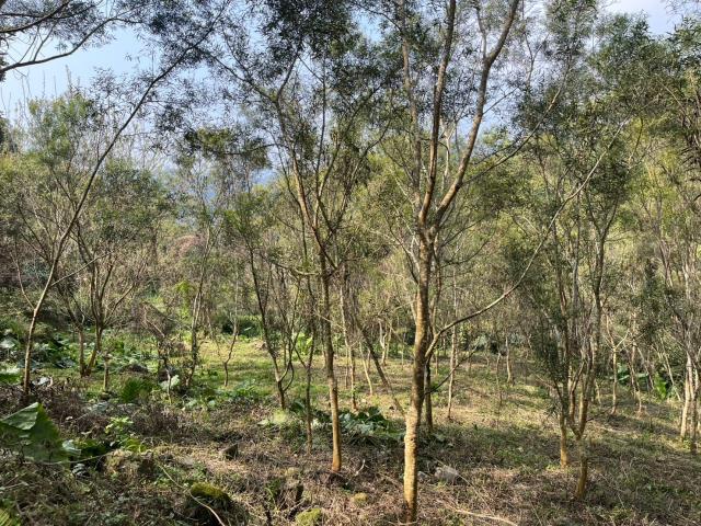 太平農地_山坡地-9