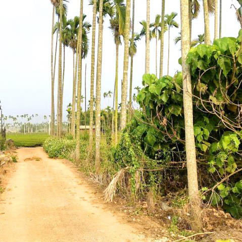 名間農地_休閒地-2