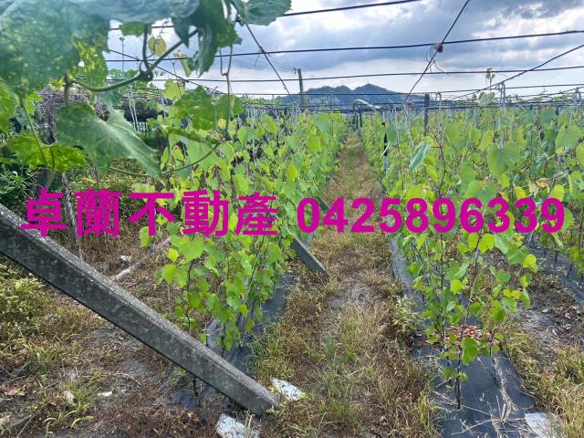 苗栗農地-5