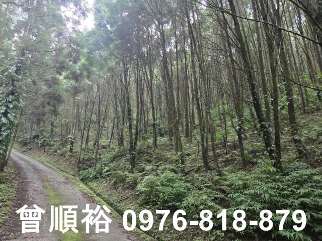 新竹北埔山坡地_休閒地_林地-5