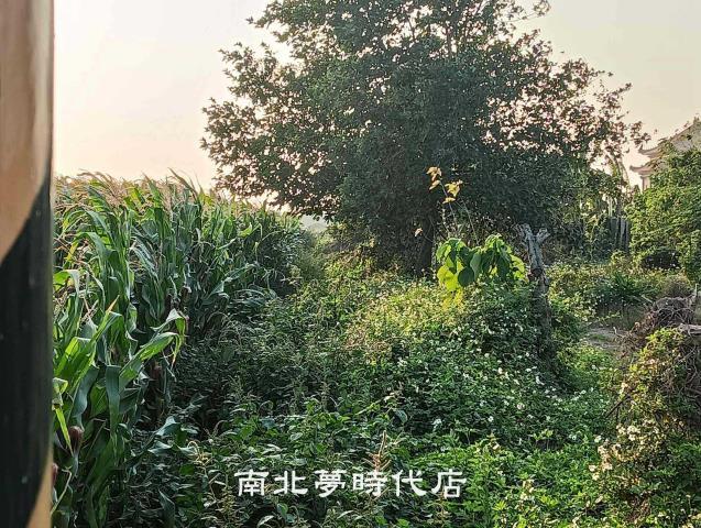 佳里農地_建地-5