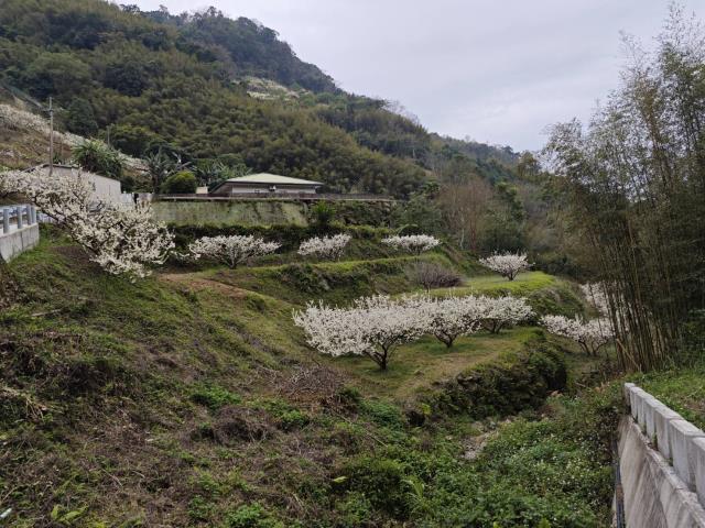 苗栗泰安農地_山坡地_休閒地-1