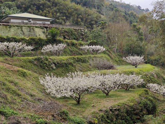 苗栗泰安農地_山坡地_休閒地-2