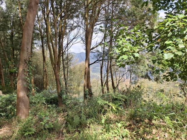 苗栗泰安農地_山坡地_休閒地-6