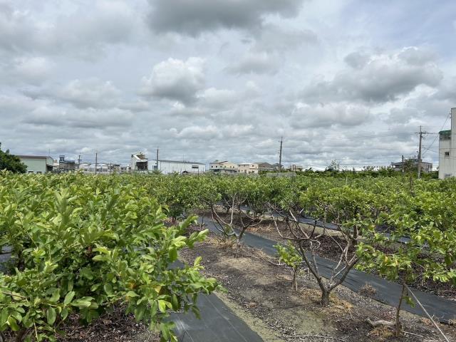 高雄阿蓮農地-3
