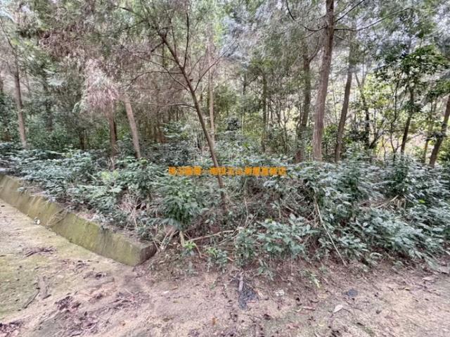 中寮農地_山坡地-3