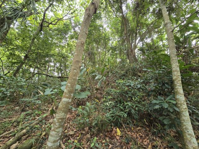 竹崎農地_山坡地-3