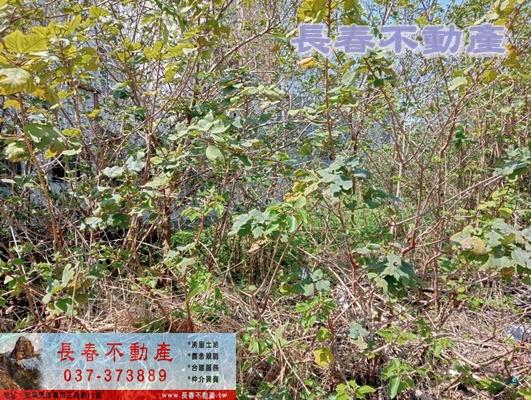 苗栗苗栗市建地_工業地-2