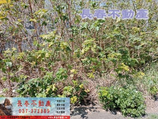 苗栗苗栗市建地_工業地-3
