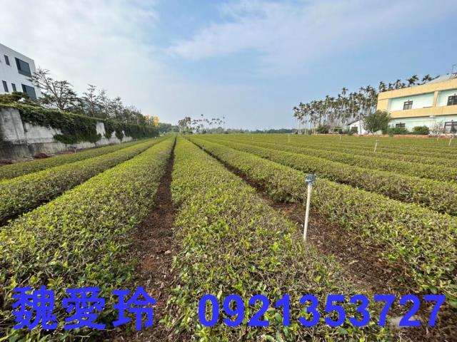 名間農地-1