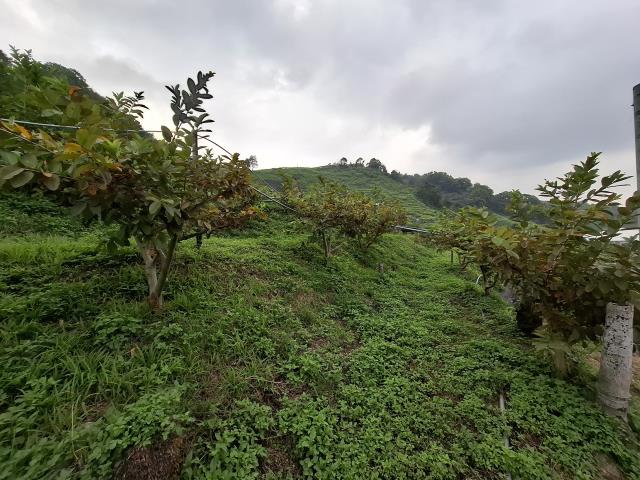 東勢農地_山坡地_休閒地-14