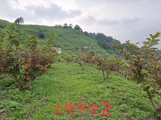 東勢農地_山坡地_休閒地-4