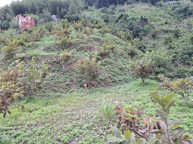 東勢農地_山坡地_休閒地-6