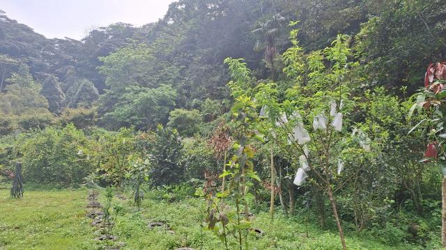 苗栗農地_山坡地_休閒地-15