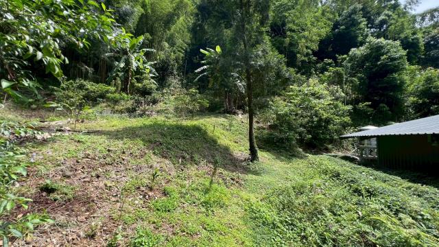 新竹橫山山坡地_林地-12