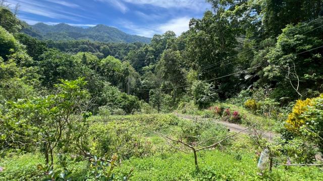 新竹橫山山坡地_林地-5