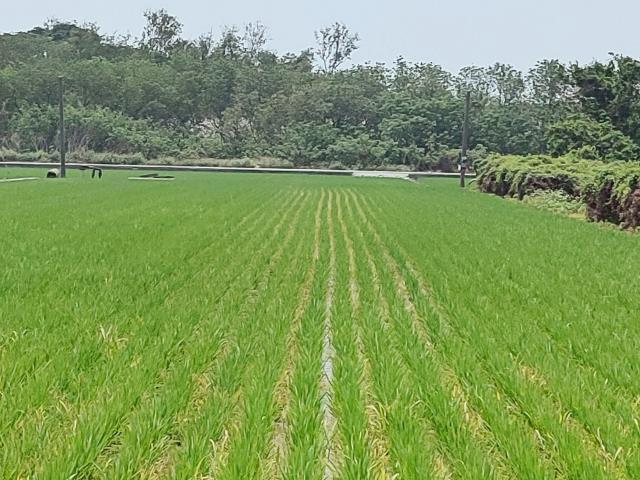 竹塘農地-9