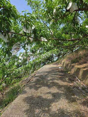 東勢農地_休閒地-4
