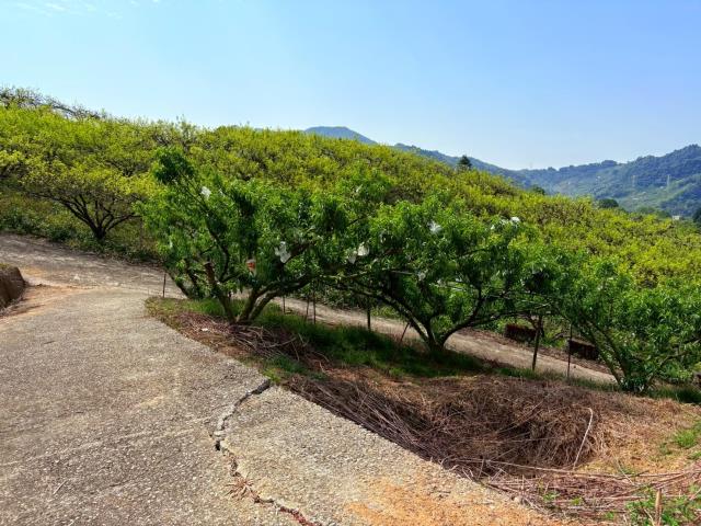東勢農地_休閒地-9