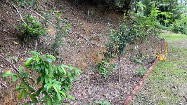 新竹北埔山坡地_休閒地_林地-10