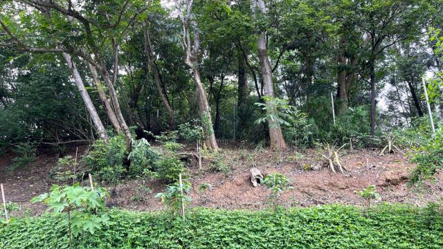 新竹北埔山坡地_休閒地_林地-11