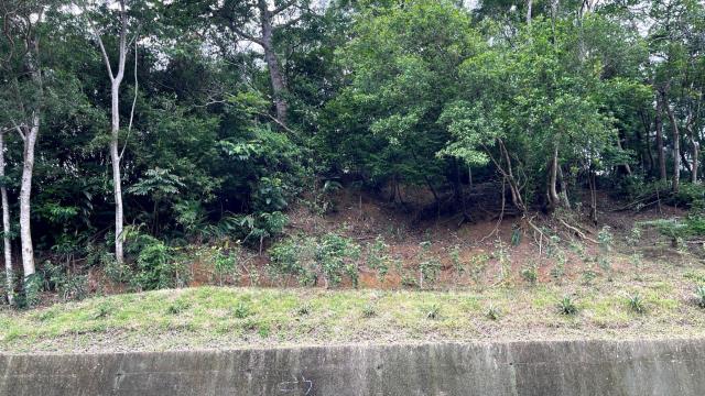 新竹北埔山坡地_休閒地_林地-13