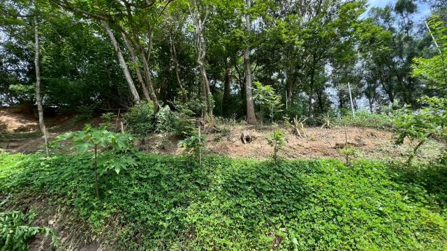 新竹北埔山坡地_休閒地_林地-14