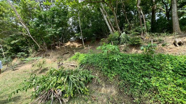 新竹北埔山坡地_休閒地_林地-4