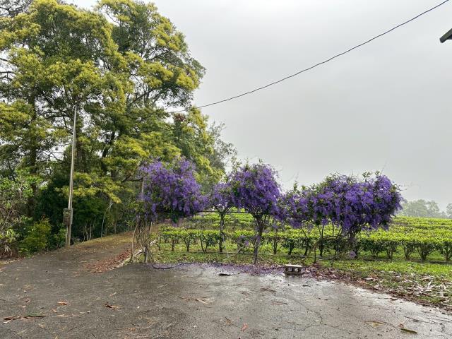 埔里農地_山坡地-2
