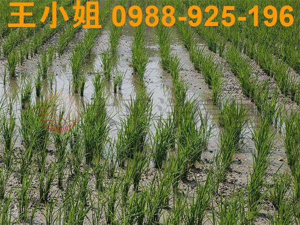 桃園區農地-4
