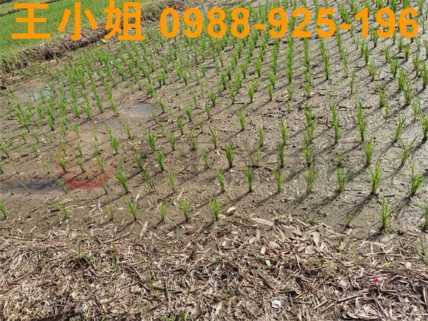 桃園區農地-7