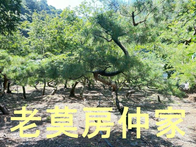 南投仁愛鄉農地_建地_休閒地-2