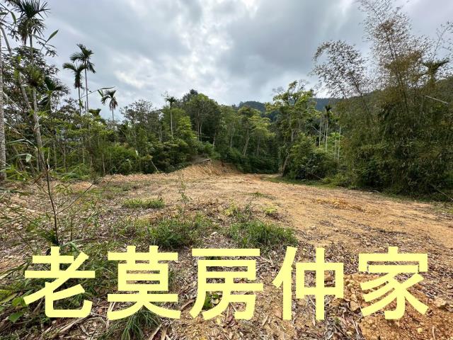 魚池農地_山坡地_林地-6