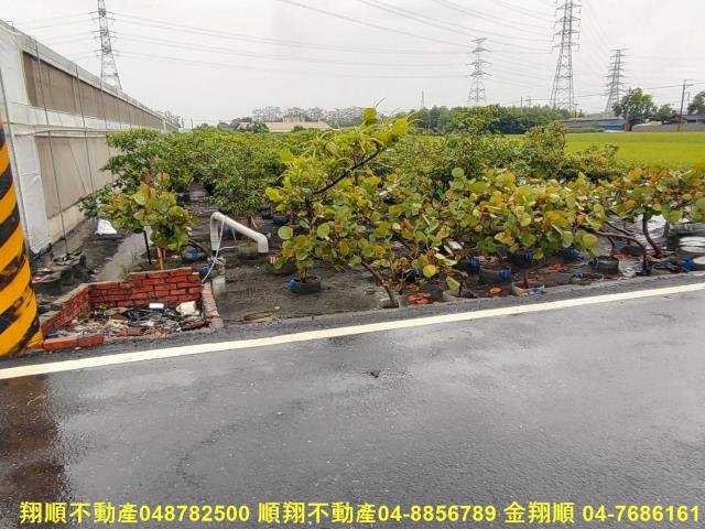 埤頭農地-4