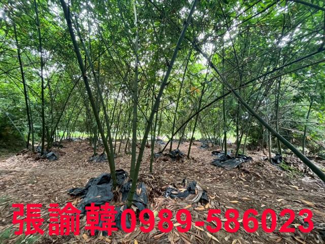 南投草屯山坡地-7