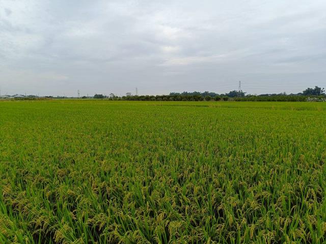 東山農地_休閒地-13