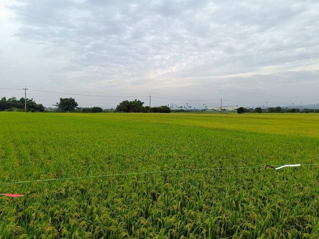 東山農地_休閒地-9