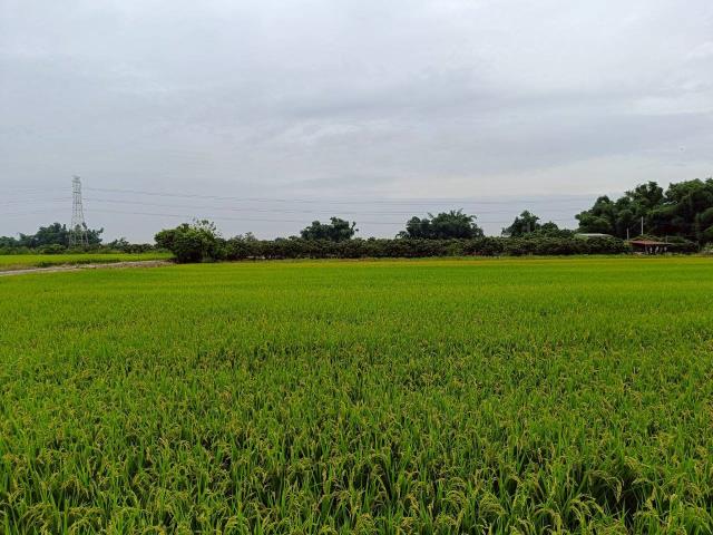 東山農地_休閒地-11